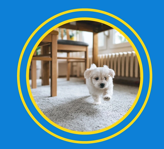 beneficios de limpieza de alfombra en San Juan de Lurigancho