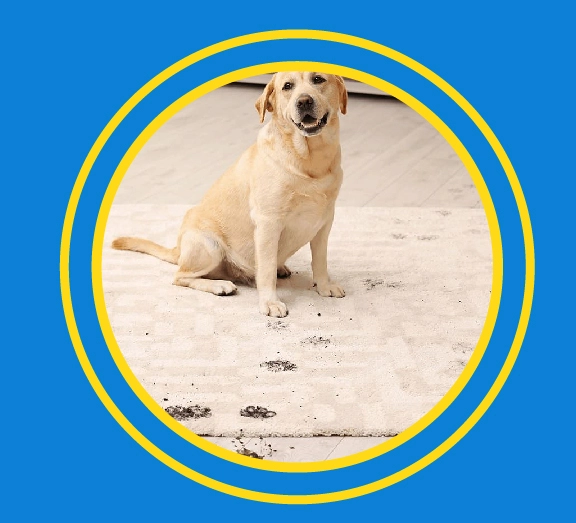 beneficios de limpieza de alfombra en Surquillo